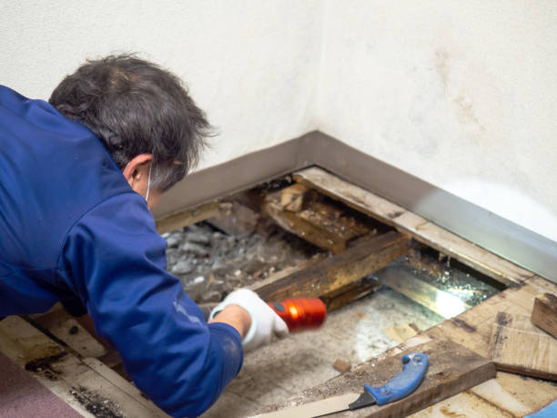 Mold Testing and Removal in Perry, FL