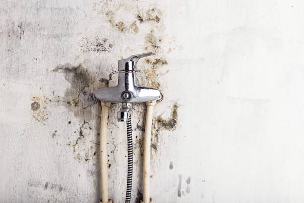 Best Toxic Mold Removal  in Perry, FL