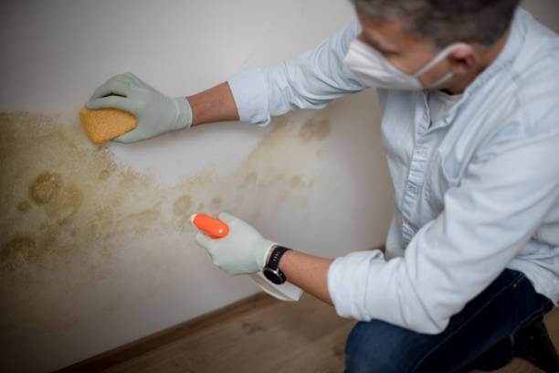 Best Best Mold Removal Companies  in Perry, FL