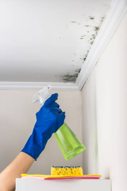 Best Office Mold Removal Services  in Perry, FL